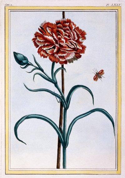 Carnation by Pierre Joseph Buchoz